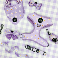 Bundle // Daisies of Our Lives