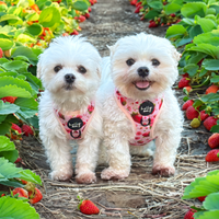 Bundle // Berrily Ever After