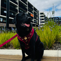 Velvet Harness // Queen Bee