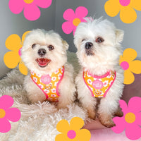 Harness // Make My Daisy