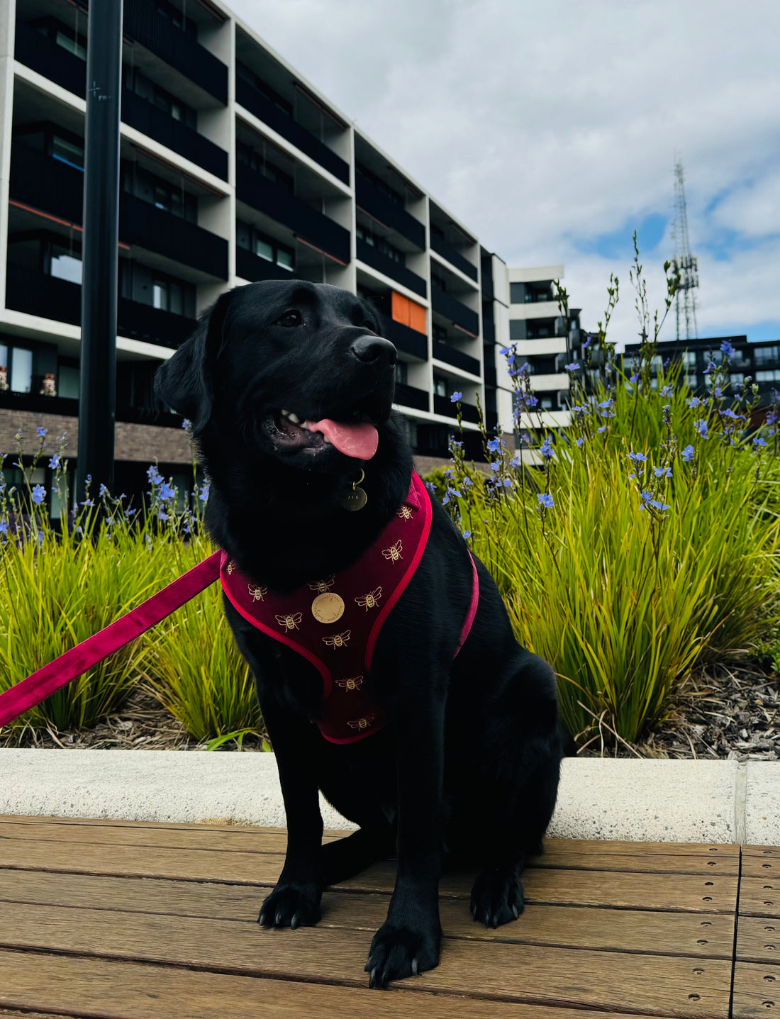 Velvet Harness // Queen Bee