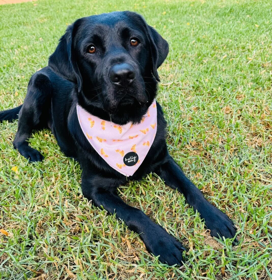 Bandana // Bonjour