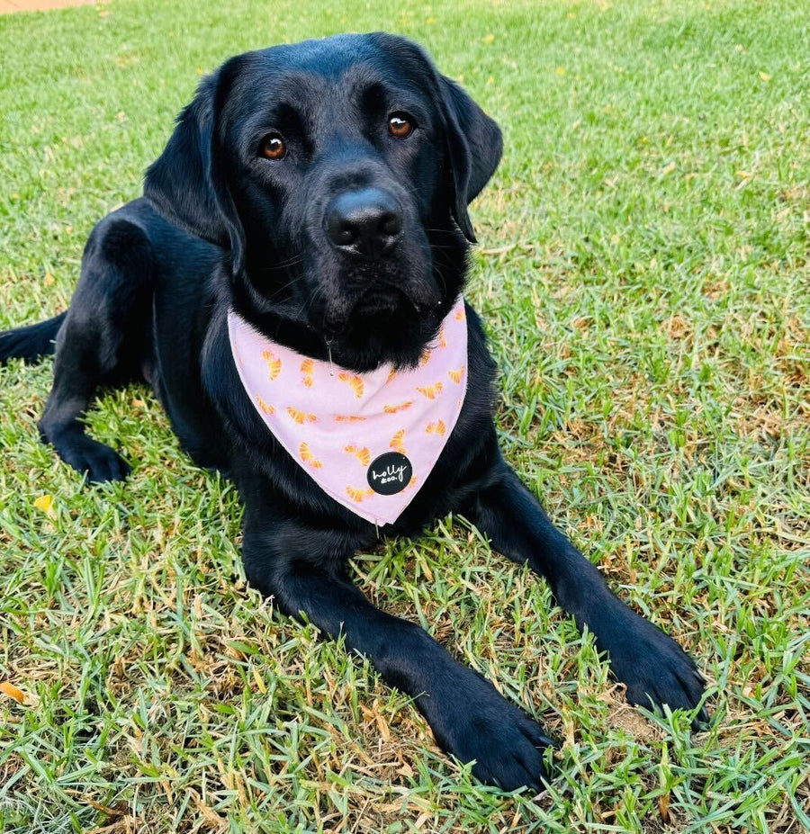 Bandana // Bonjour