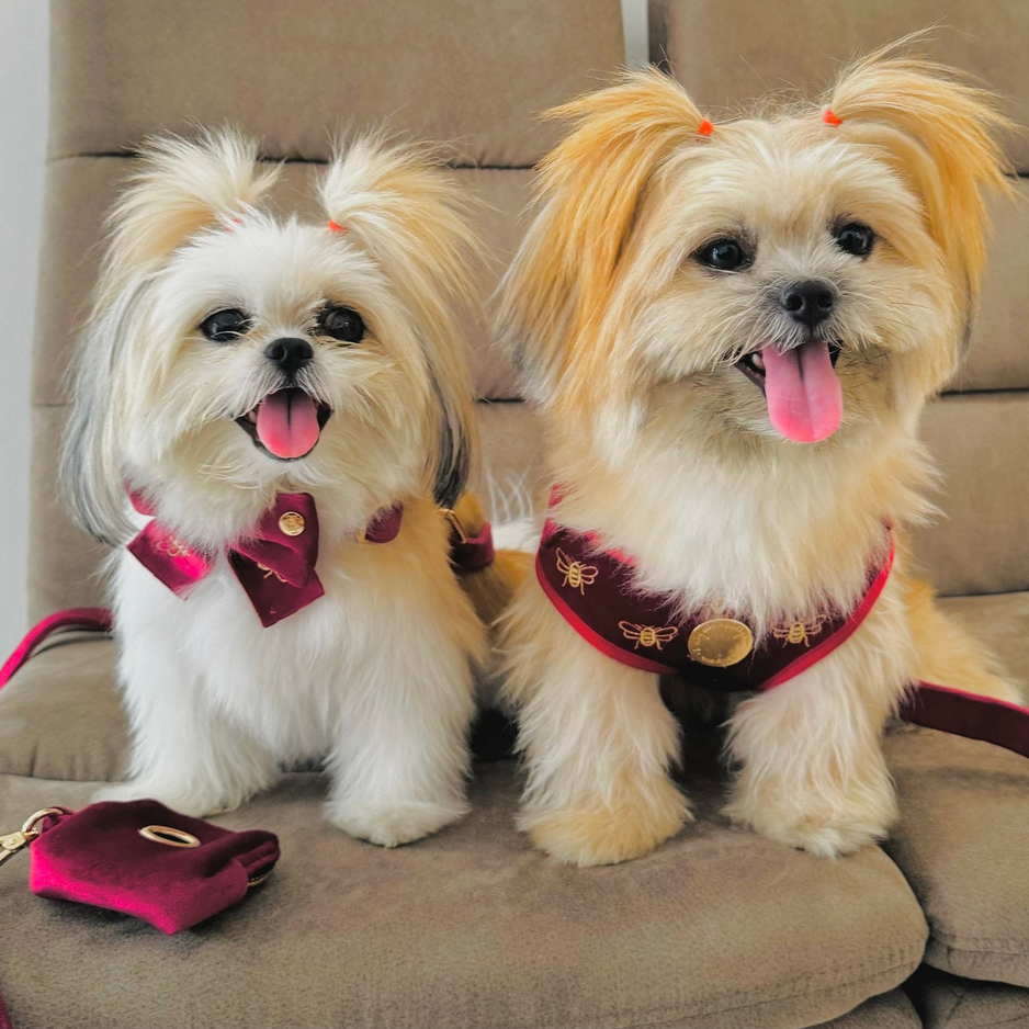 Velvet Harness // Queen Bee