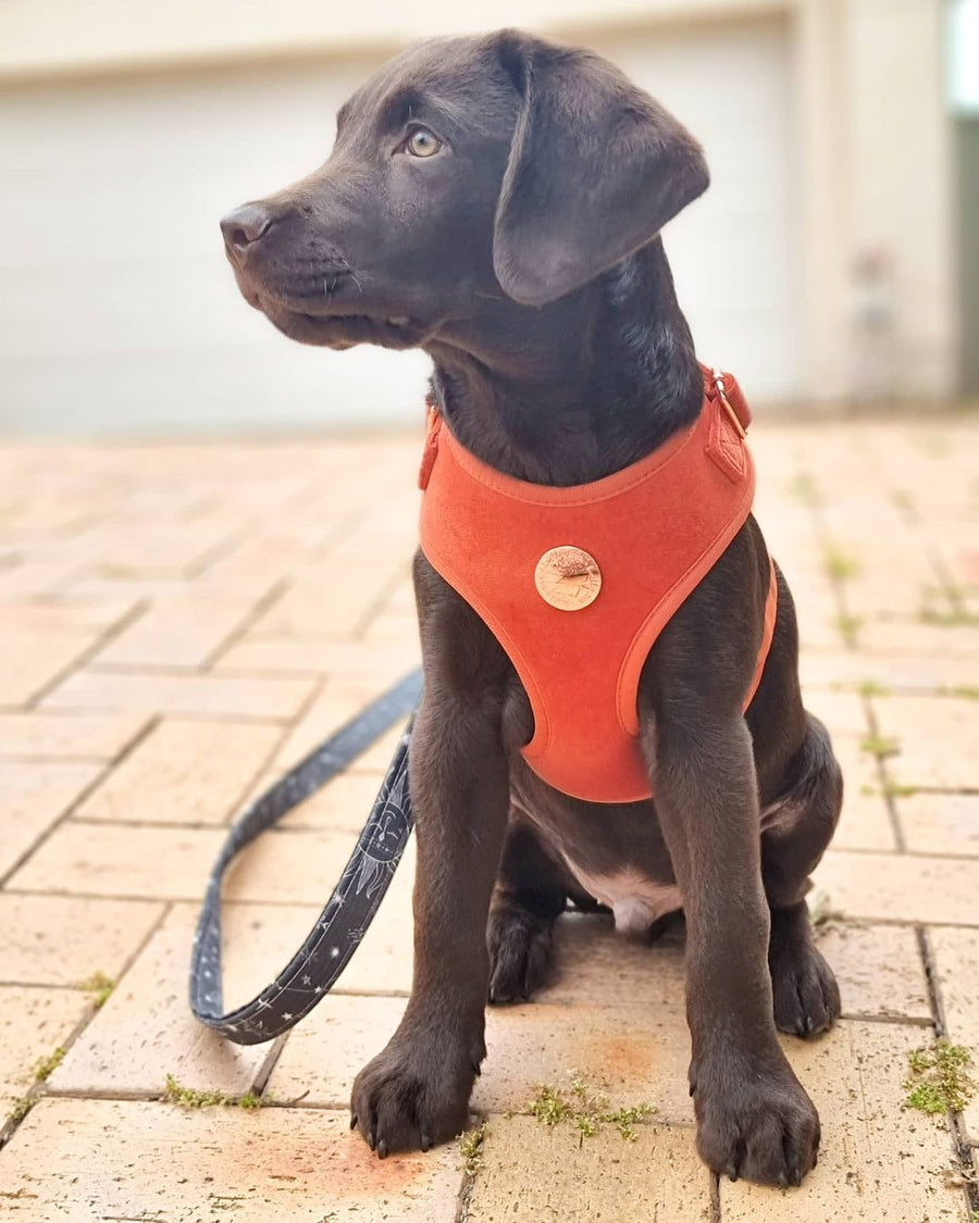 Velvet Harness // Sunrise Orange