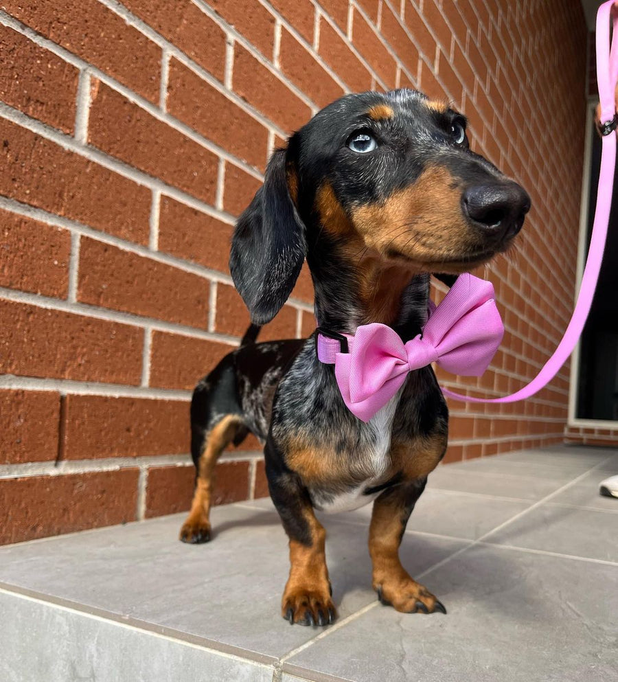 Sailor Bow Tie // Posy Purple