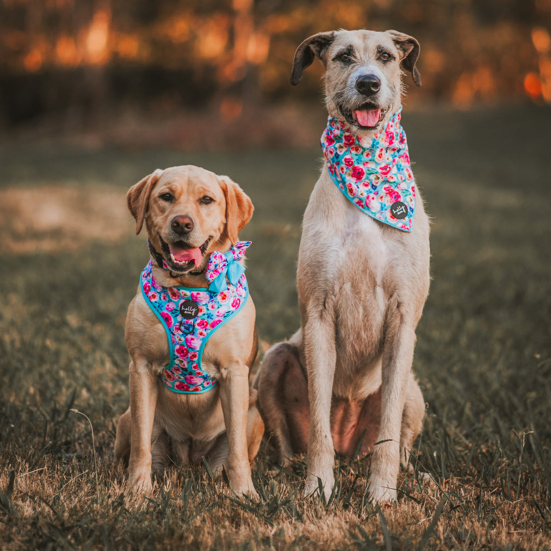 Harness // Ok, Bloomer