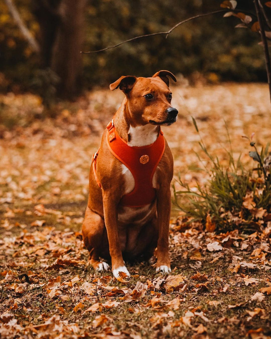 Velvet Harness // Sunrise Orange