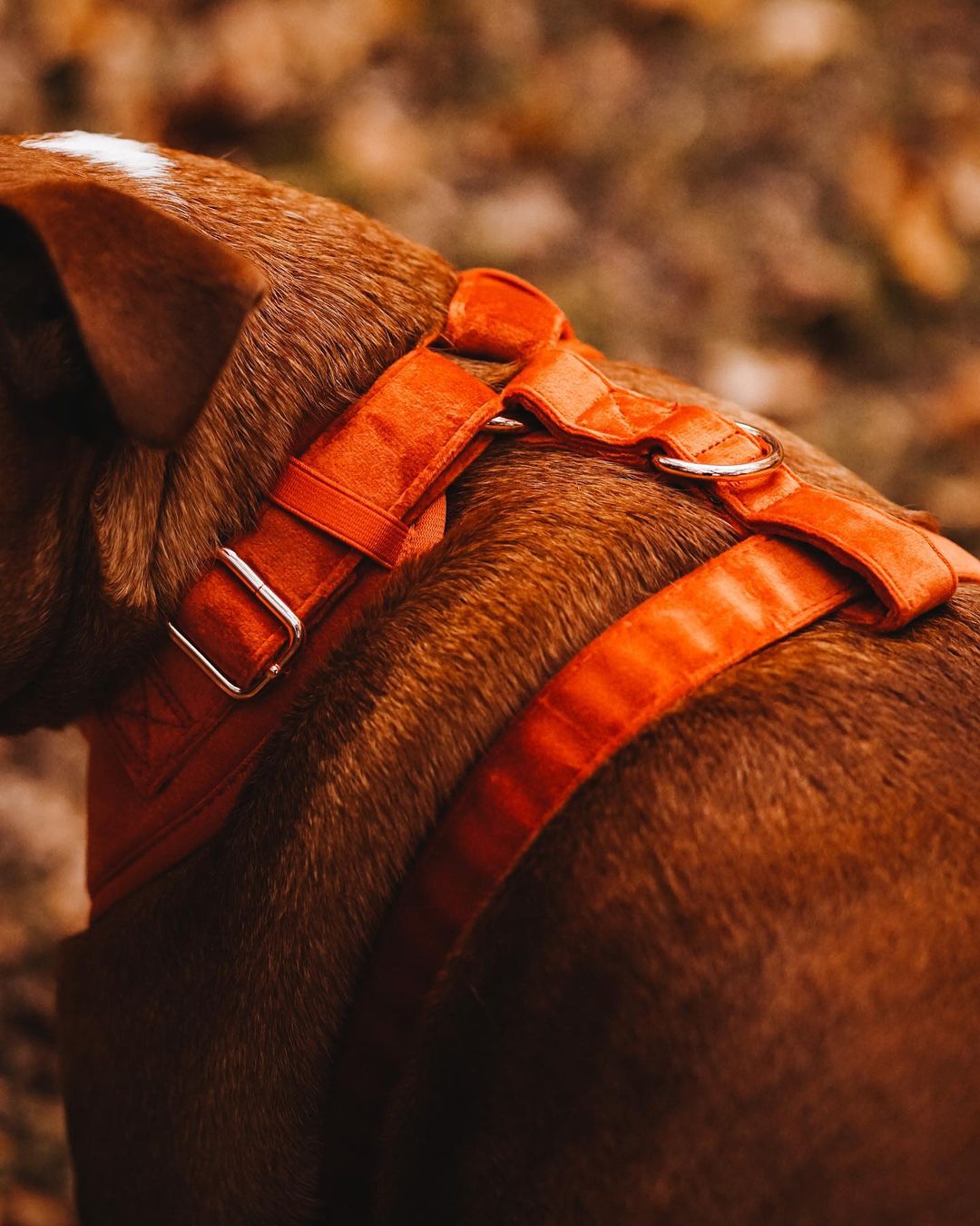 Velvet Harness // Sunrise Orange