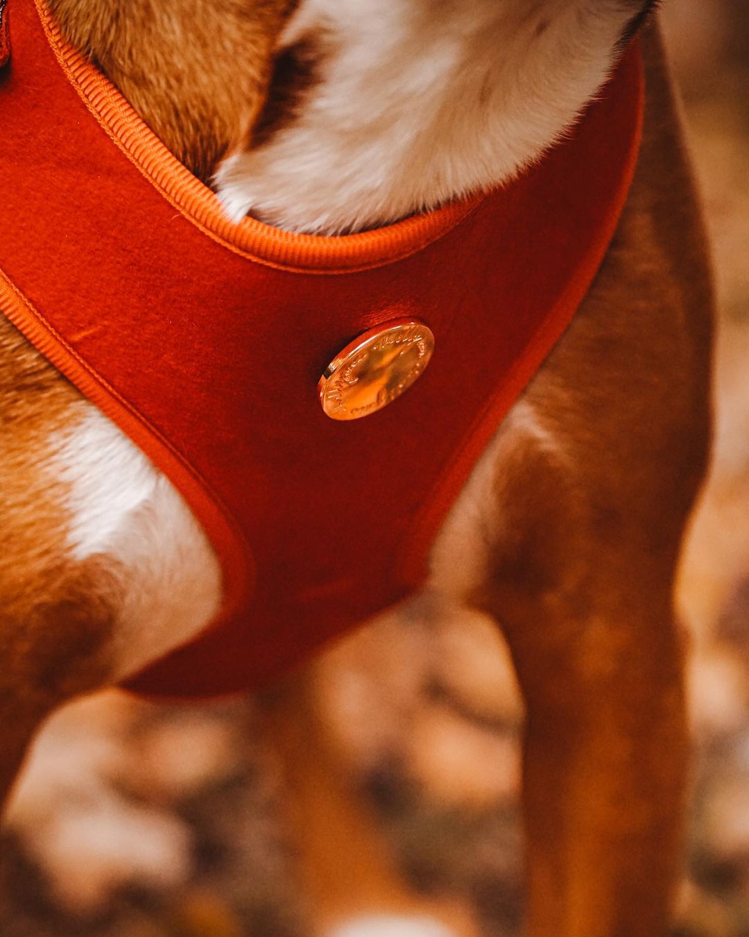 Velvet Harness // Sunrise Orange