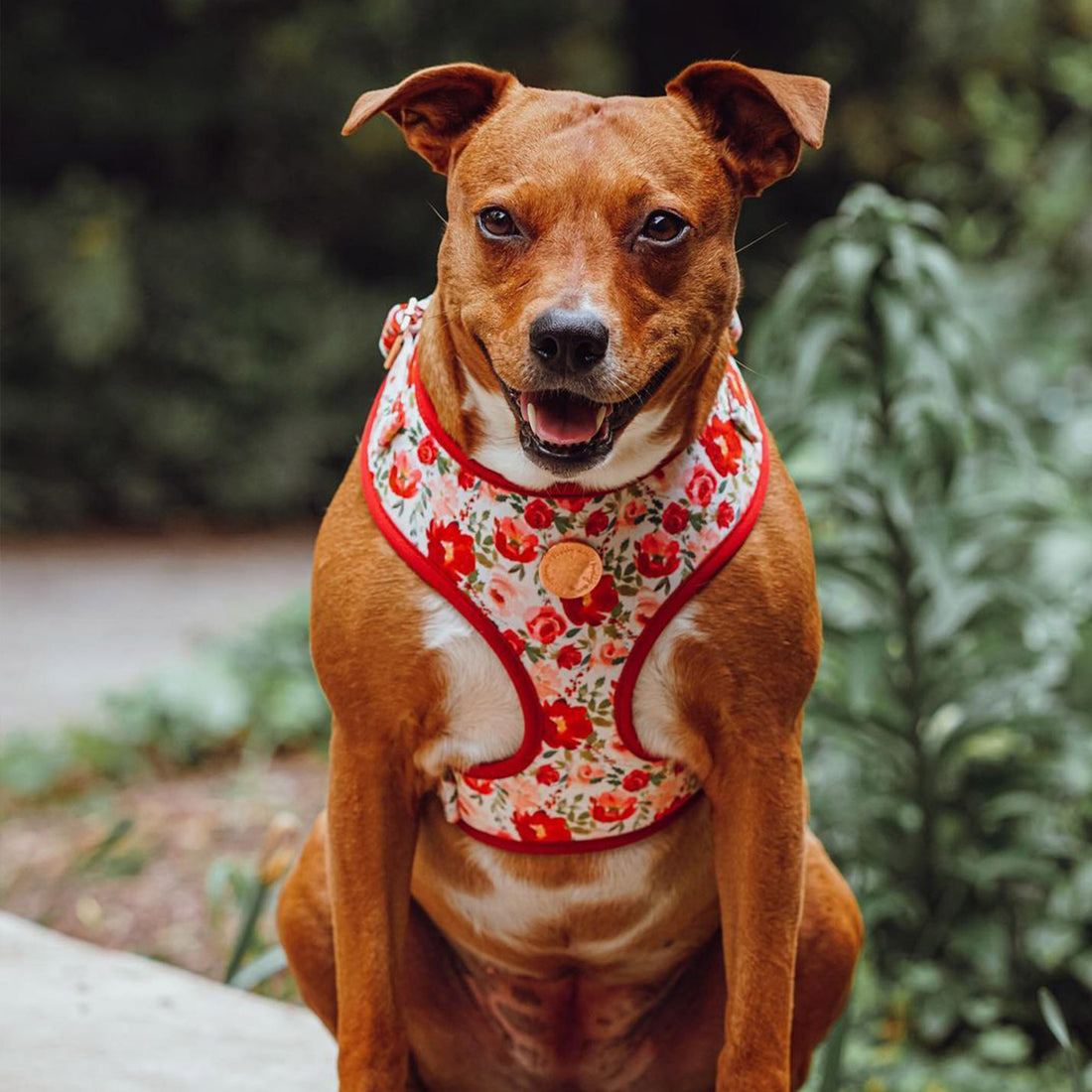 Velvet Harness // Holly Floral